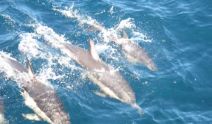  Dolphin Seafaris (Tauranga & Mount Maunganui) 