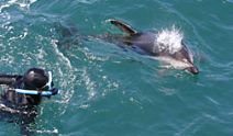  Dolphin Encounter – Kaikoura 